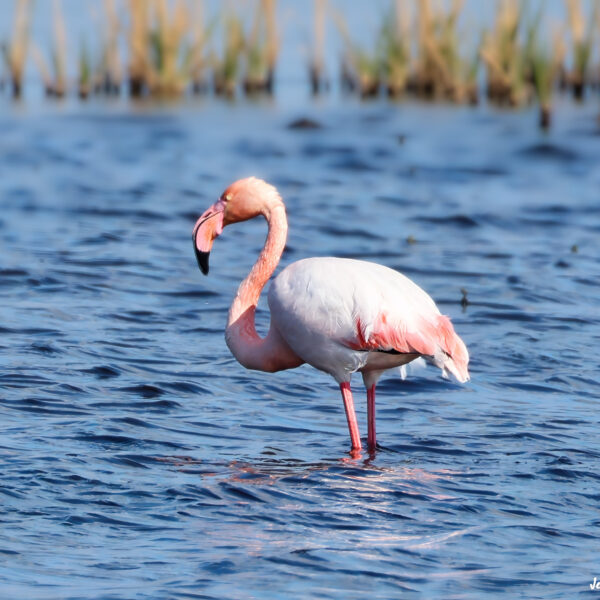Flamant rose ©Jean-Luc Moya • 2° Communication