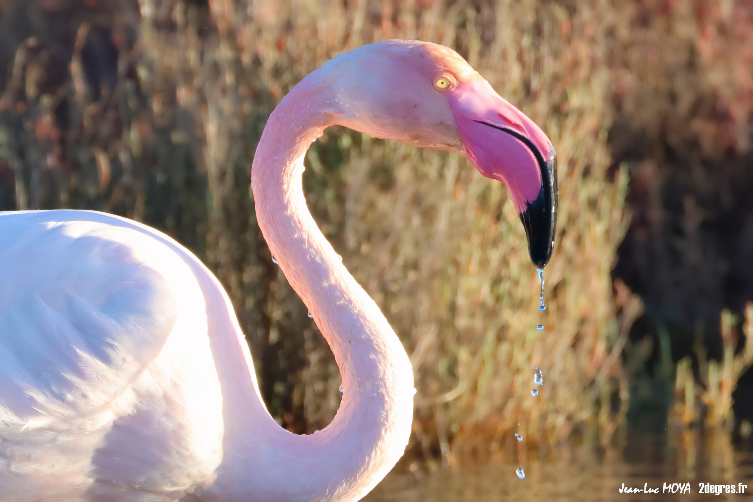 La parade nuptiale des flamants roses