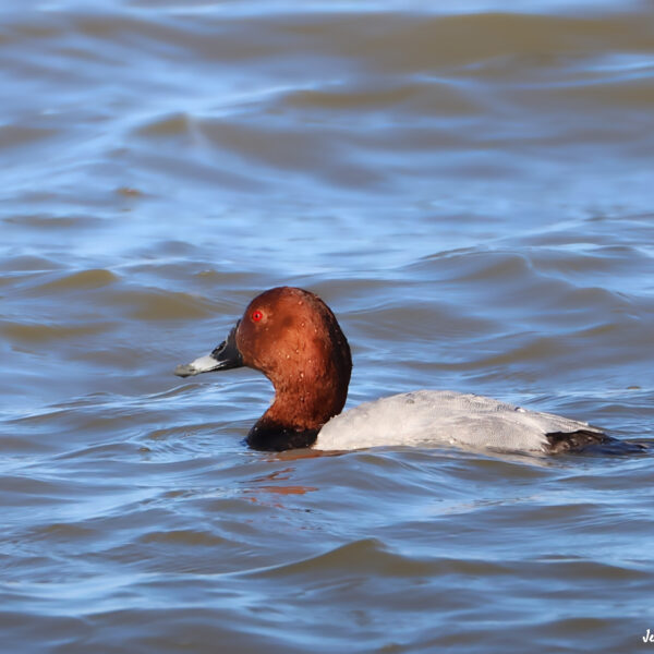 Fuligule milouin © Jean-Luc Moya • 2° Communication