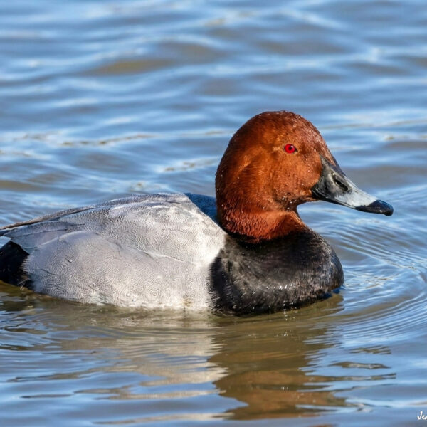 Fuligule milouin © Jean-Luc Moya • 2° Communication