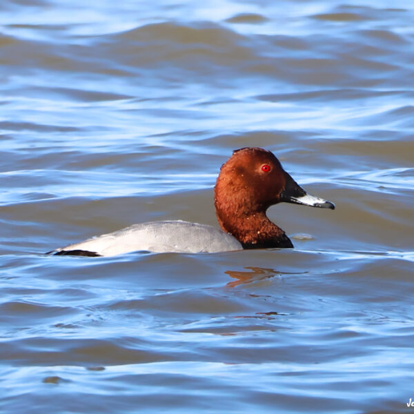 Fuligule milouin © Jean-Luc Moya • 2° Communication