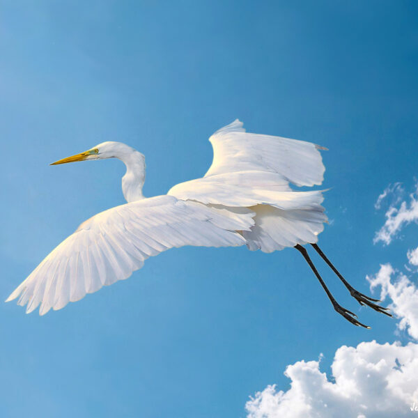 Grande aigrette © Jean-Luc Moya • 2° Communication