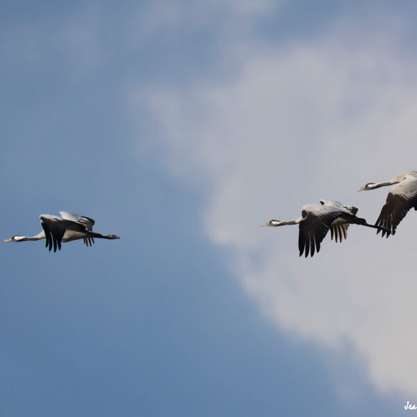 Grues cendrées ©Jean-Luc Moya • 2° Communication