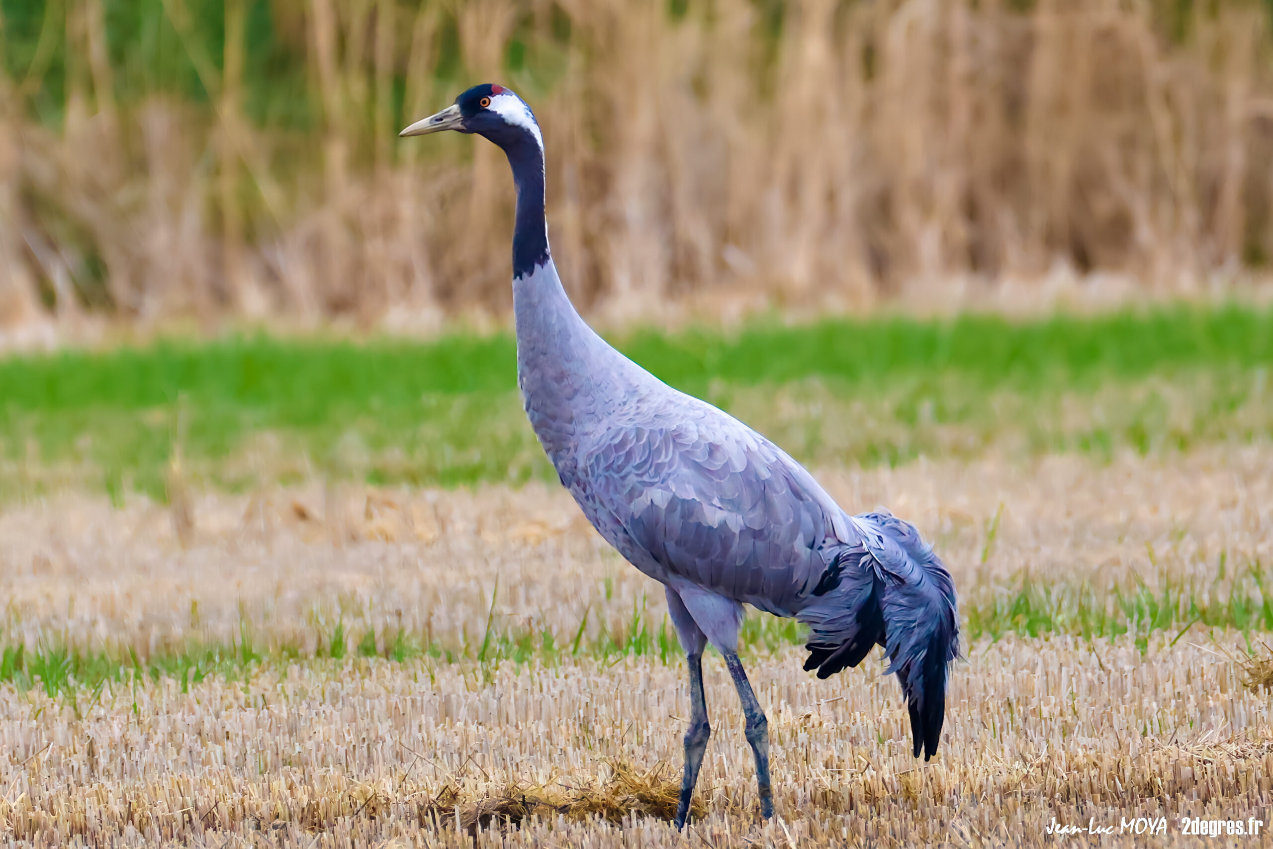 La migration des grues cendrées