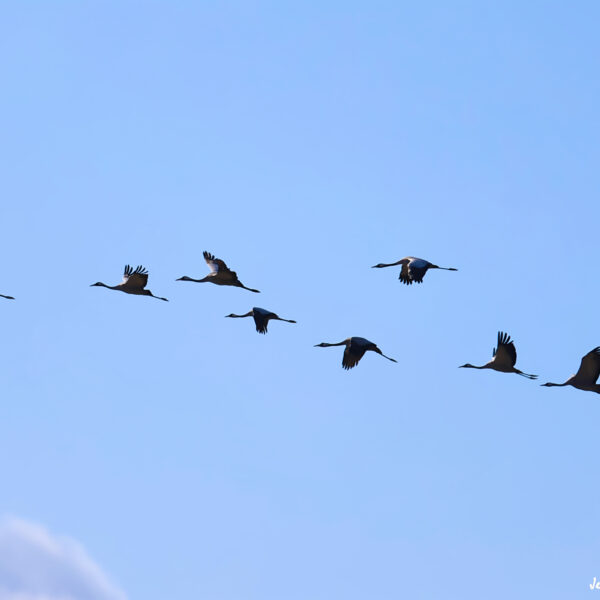 Grues cendrées ©Jean-Luc Moya • 2° Communication