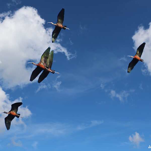 Ibis falcinelle © Jean-Luc Moya • 2° Communication