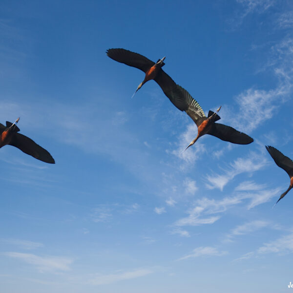 Ibis falcinelle © Jean-Luc Moya • 2° Communication