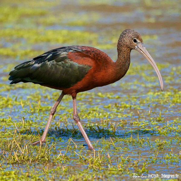 Ibis falcinelle ©Jean-Luc Moya • 2° Communication