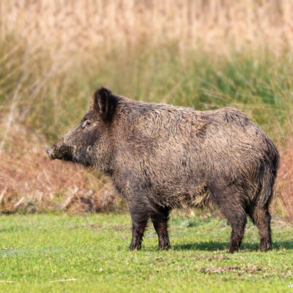 Laie ©Jean-Luc Moya • 2° Communication