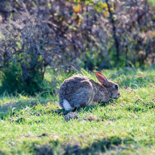 Lapin ©Jean-Luc Moya • 2° Communication