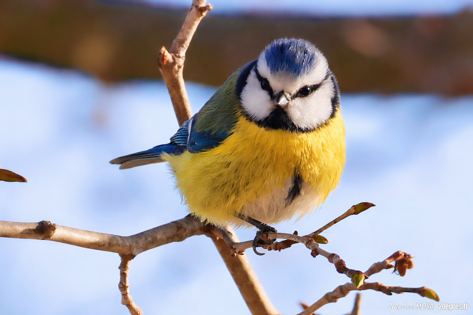Des couleurs dans la grisaille
