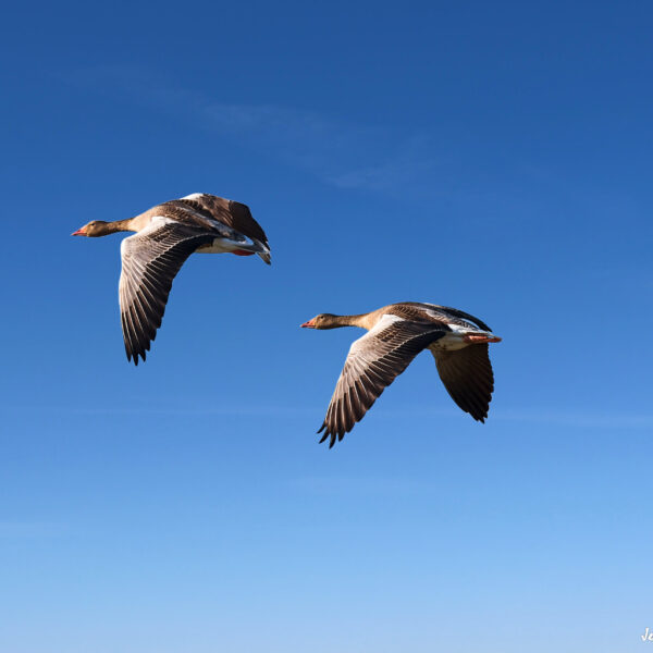 Oies cendrés © Jean-Luc Moya • 2° Communication