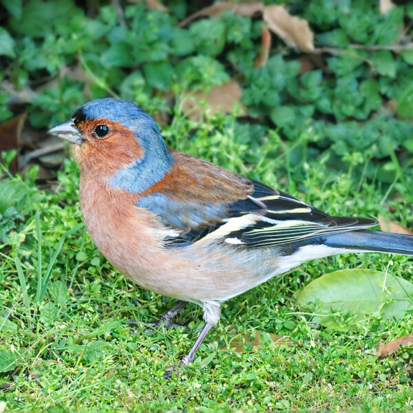 Pinson des arbres © Jean-Luc Moya • 2° Communication