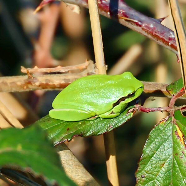Reinette méridionale ©Jean-Luc Moya • 2° Communication