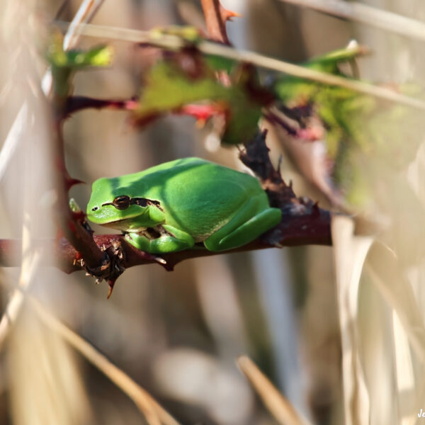 Reinette méridionale ©Jean-Luc Moya • 2° Communication