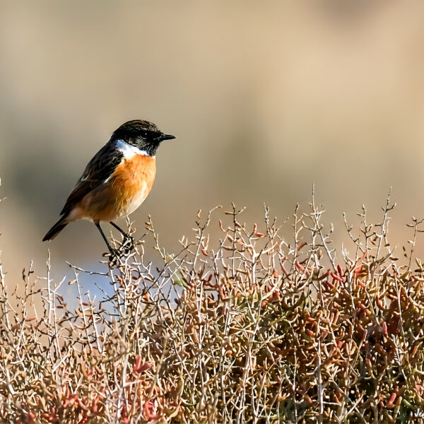 Tarier pâtre © Jean-Luc Moya • 2° Communication