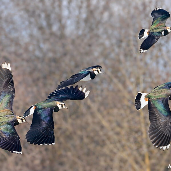 Vanneaux huppés © Jean-Luc Moya • 2° Communication