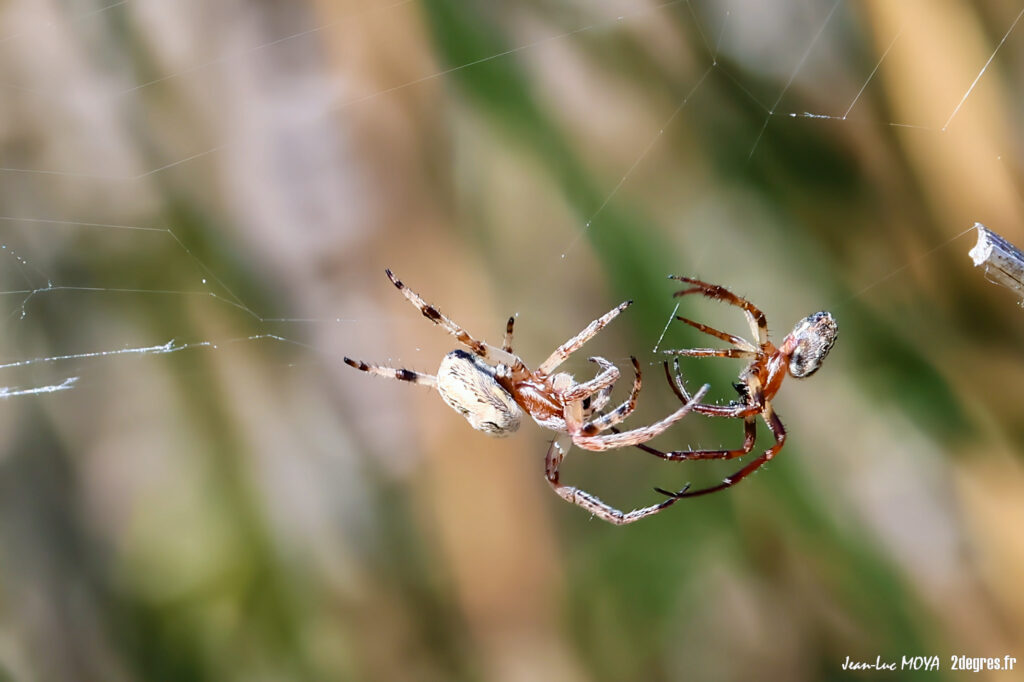 Epeire des roseaux ©J-Luc Moya • 2° Communication