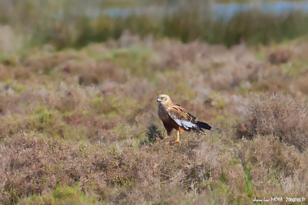 Busard des roseaux ©J-Luc Moya • 2° Communication