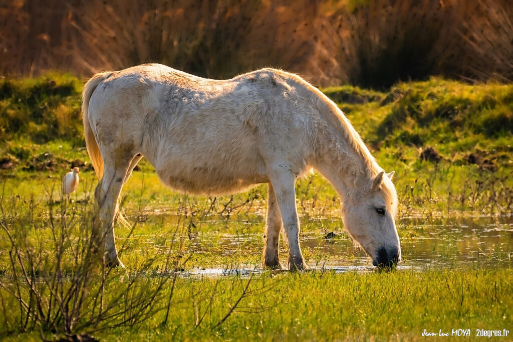 Cheval Camargue ©J-Luc Moya • 2° Communication