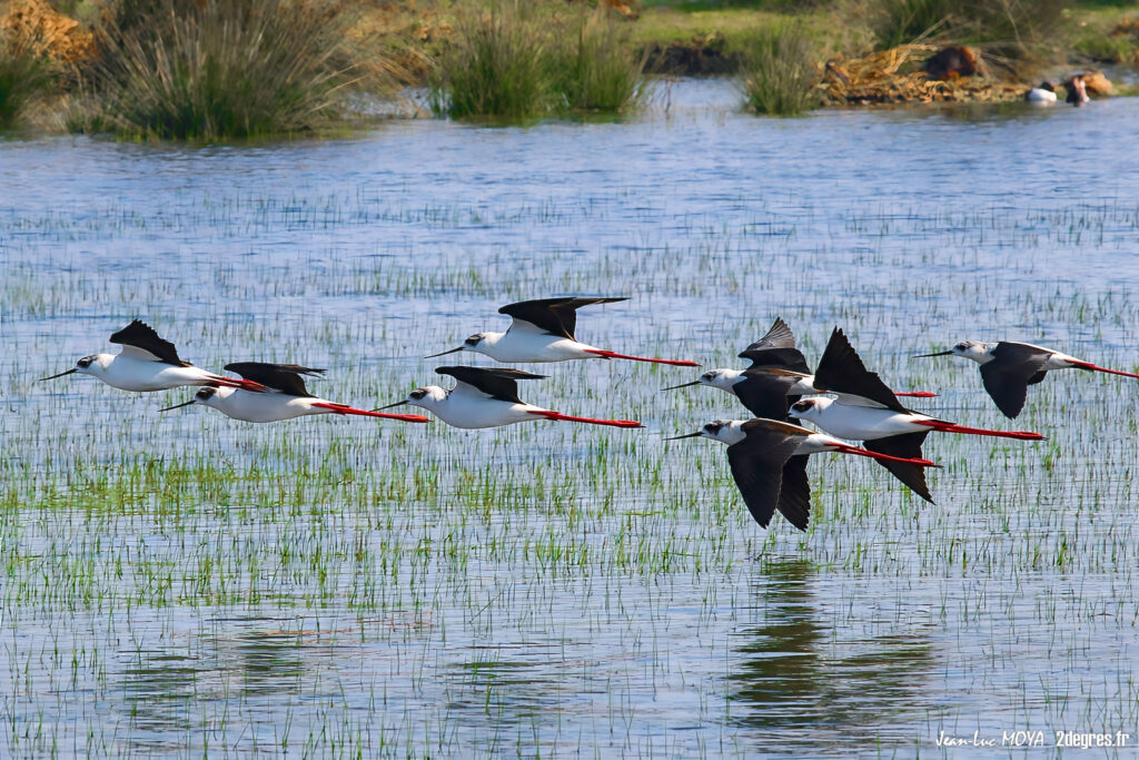 Echasses blanches ©J-Luc Moya • 2° Communication