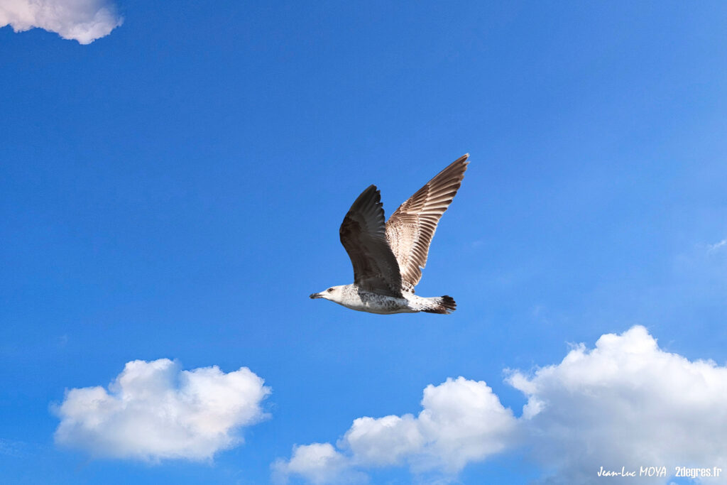 Goëland ©J-Luc Moya • 2° Communication