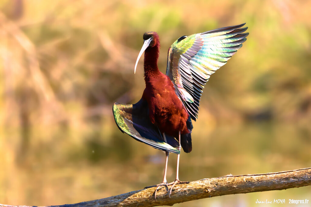 Ibis falcinelle ©J-Luc Moya • 2° Communication