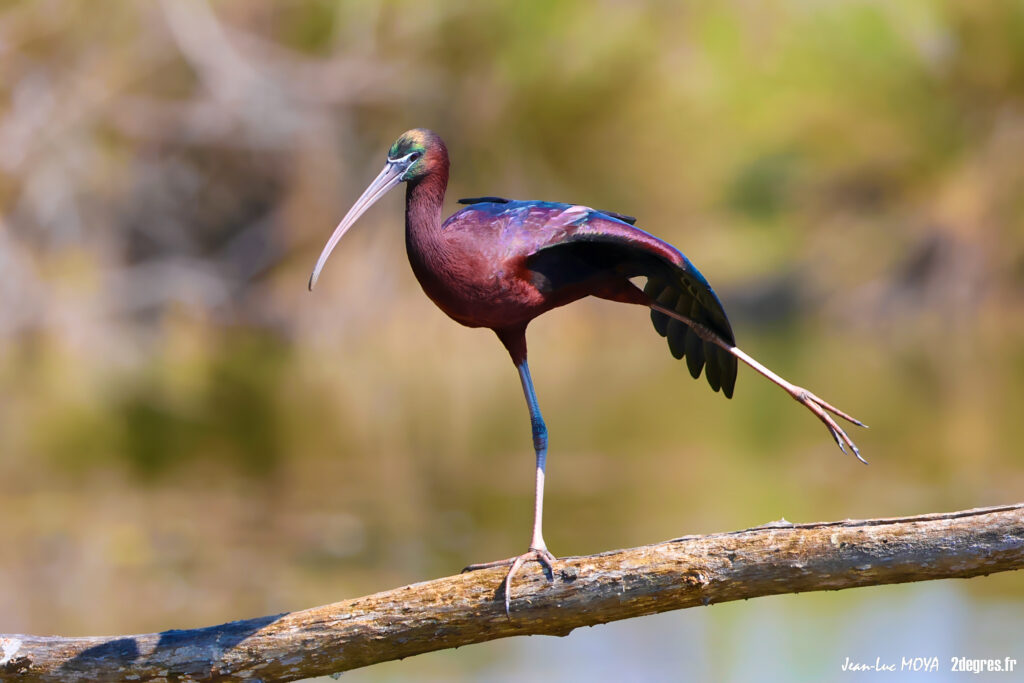 Ibis falcinelle ©J-Luc Moya • 2° Communication