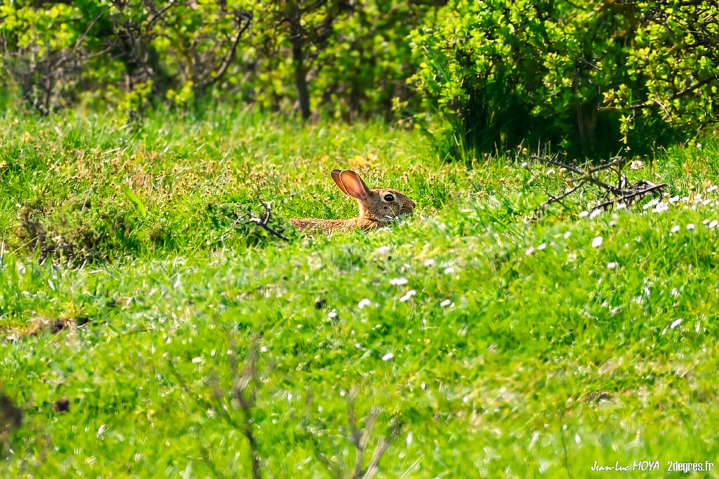 Lapin de garenne ©J-Luc Moya • 2° Communication