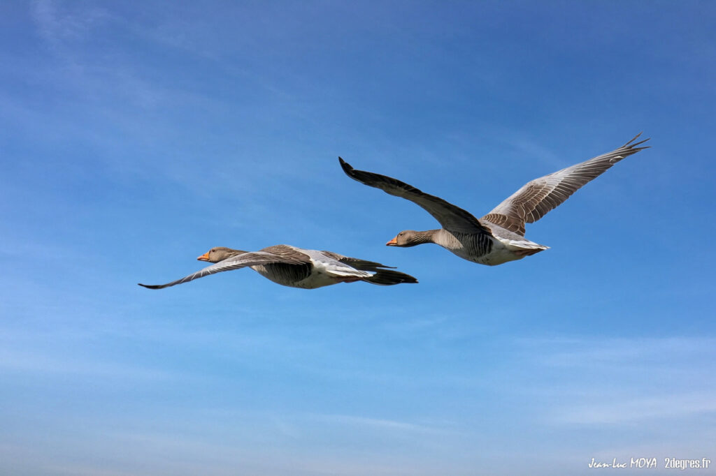 Oies cendrées ©J-Luc Moya • 2° Communication