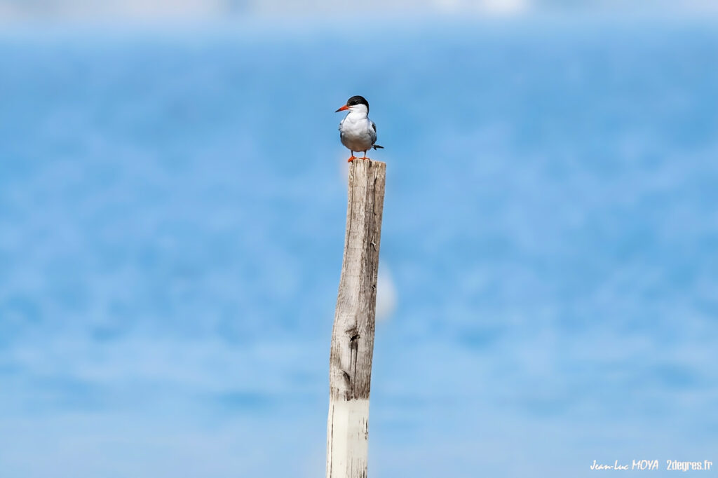 Sterne Pierregarin ©J-Luc Moya • 2° Communication