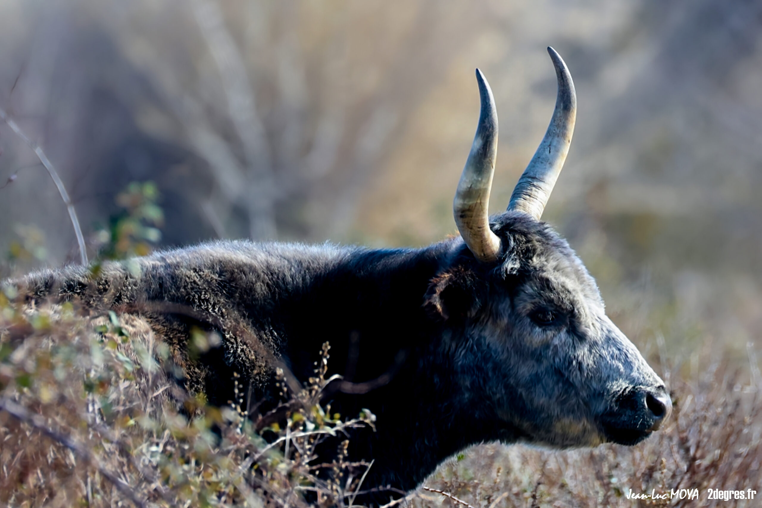 Le Simbèu, chef des taureaux