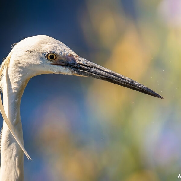 Aigrette garzette © Jean-Luc Moya • 2° Communication