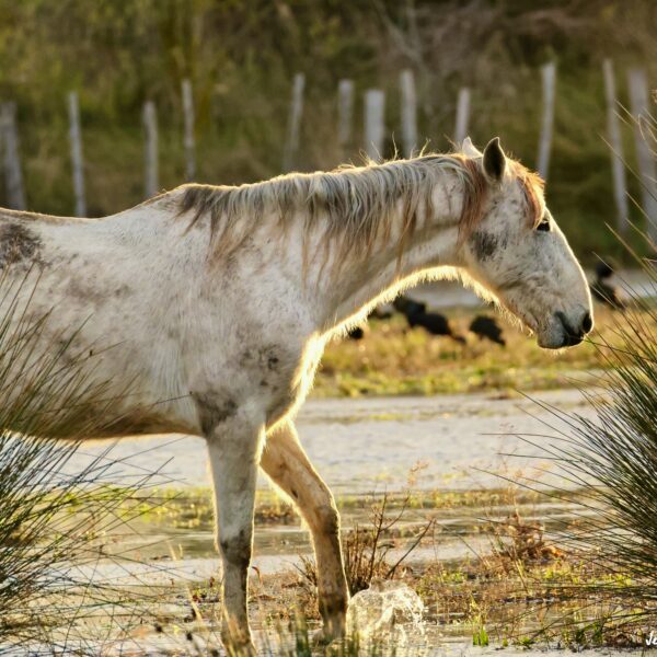 Cheval Camargue © Jean-Luc Moya