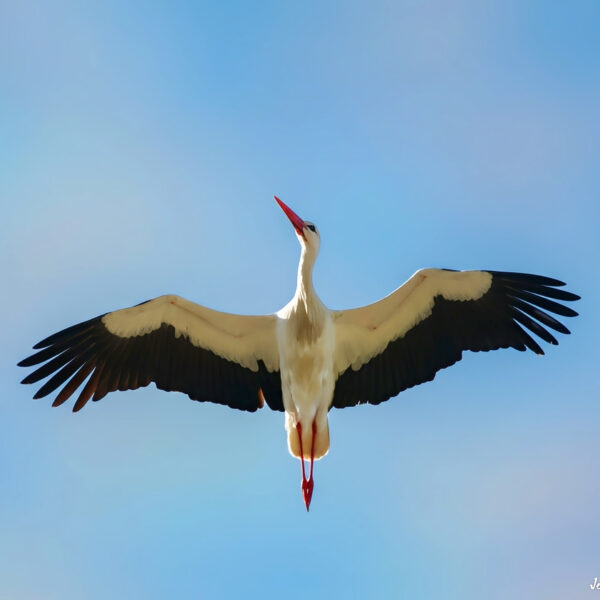 Cigogne (38) ©Jean-Luc Moya • 2° Communication