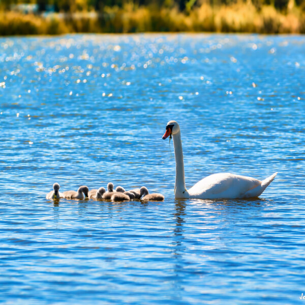 Cygne (6) © Jean-Luc Moya • 2° Communication