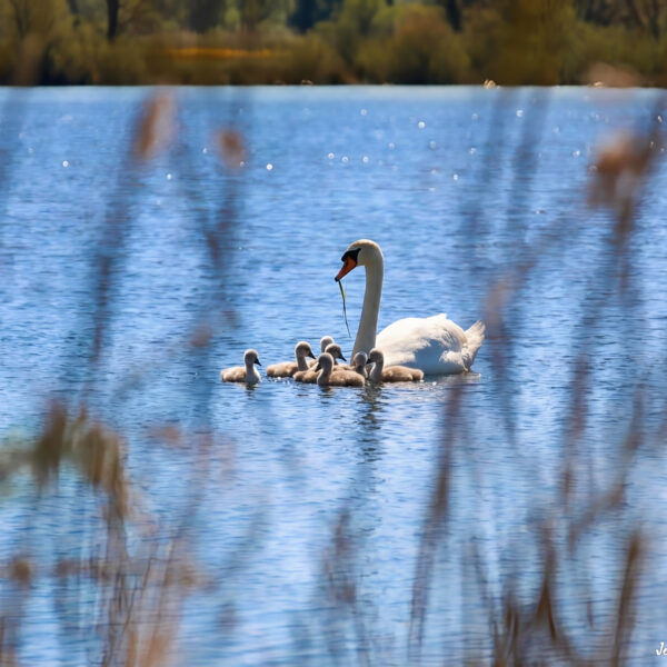 Cygne (7) © Jean-Luc Moya • 2° Communication