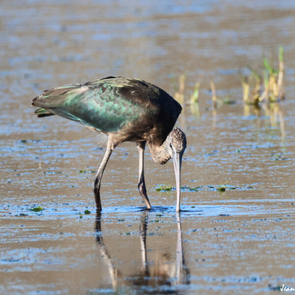 Ibis falcinelle (15) © J-Luc Moya 2 degrés