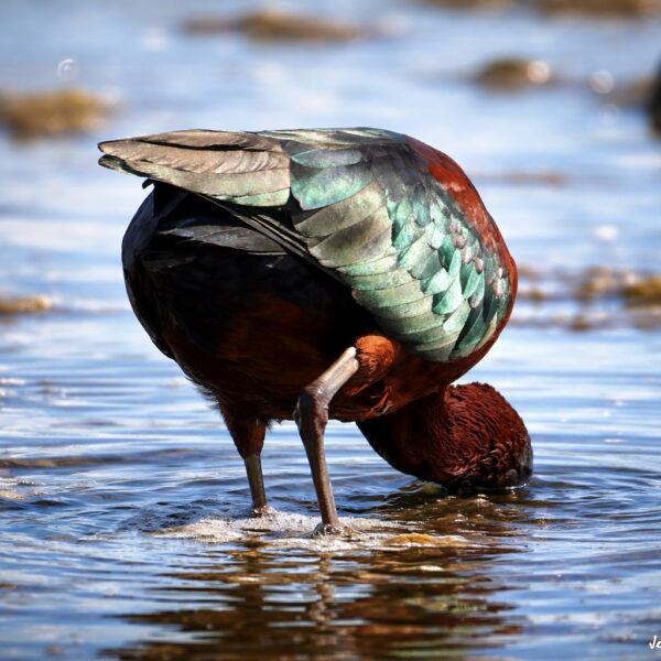 Ibis falcinelle © Jean-Luc Moya • 2° Communication