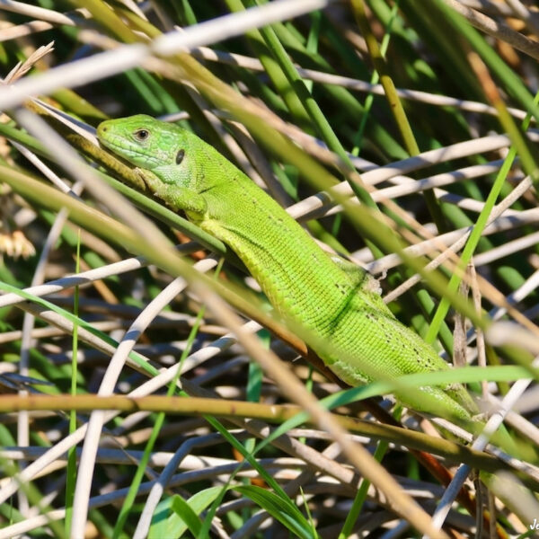 Lézard vert © Jean-Luc Moya