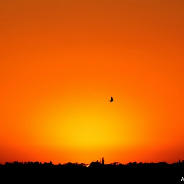 Coucher de soleil © Jean-Luc Moya • 2° Communication