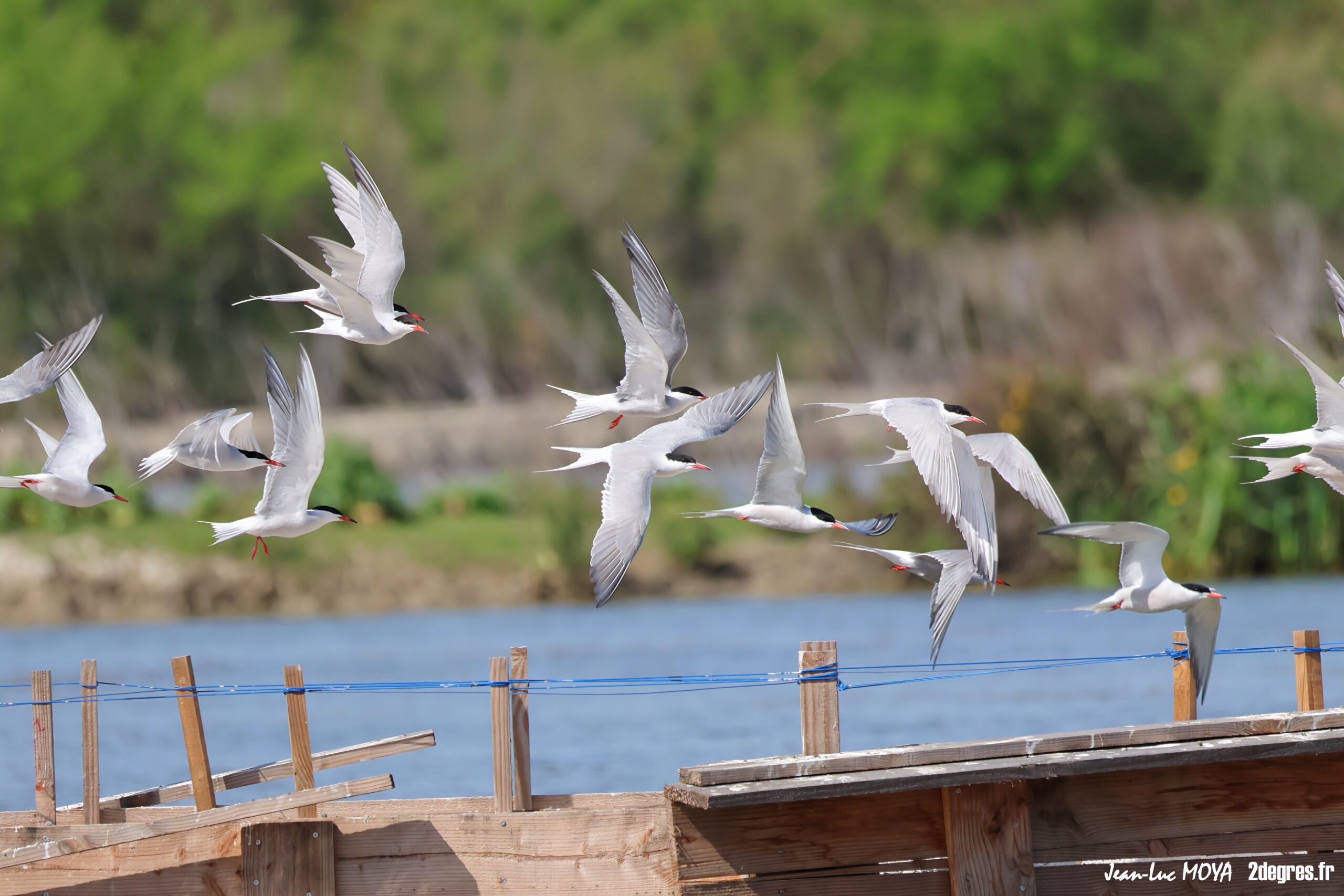 Succès rapide pour le radeau de nidification