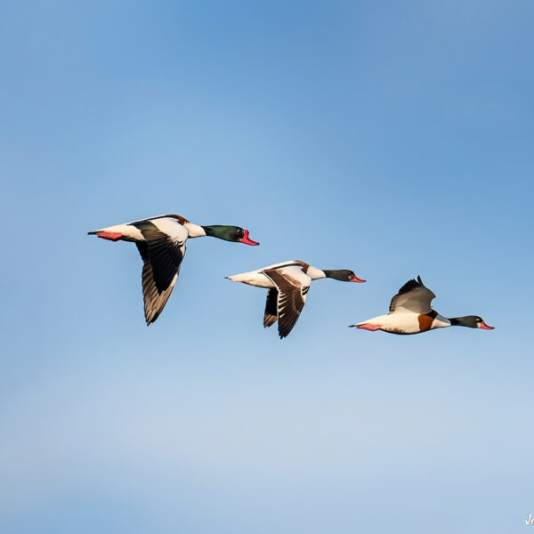 Tadorne de Bellon © Jean-Luc Moya • 2° Communication