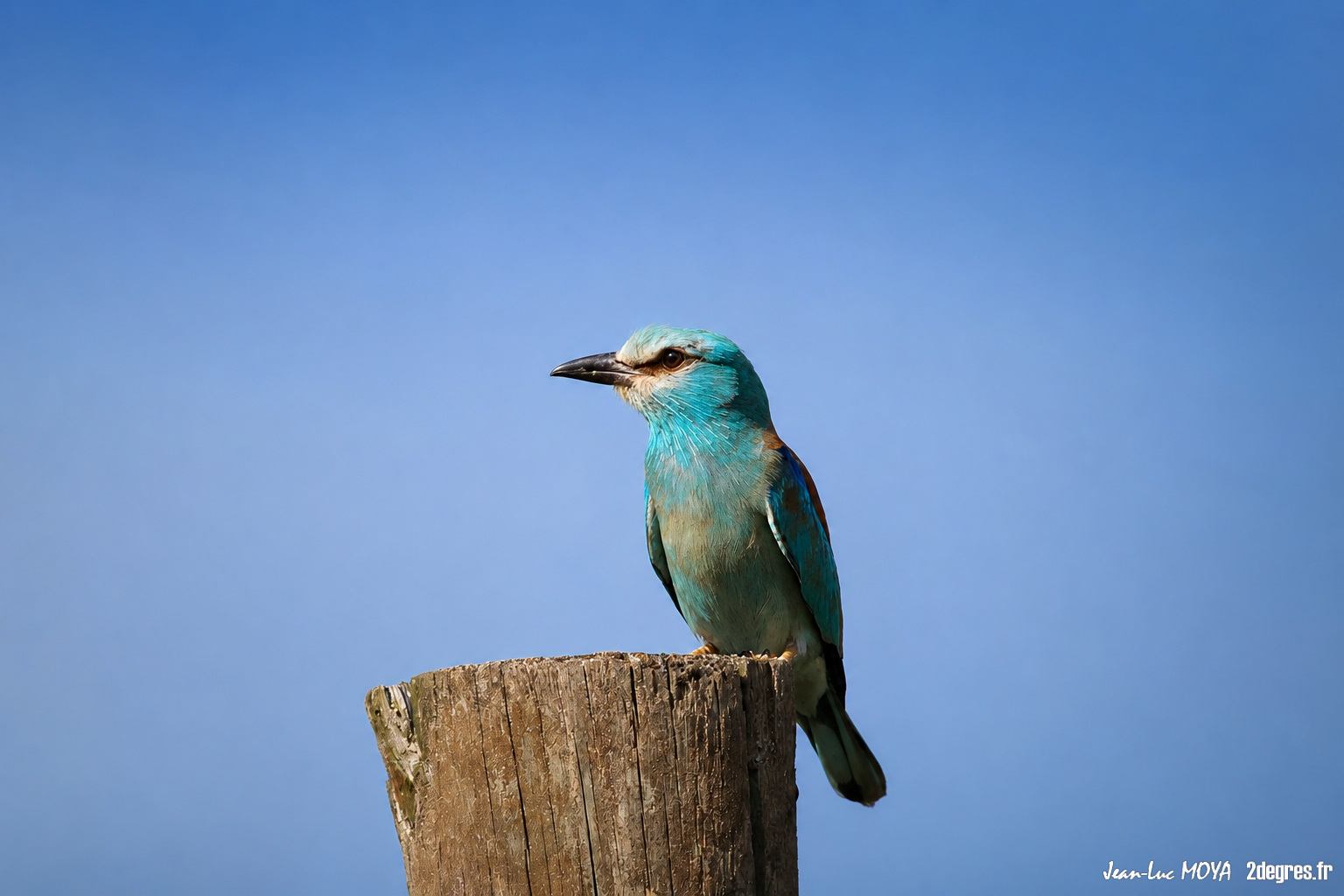Le Rollier, perle bleue des Marais