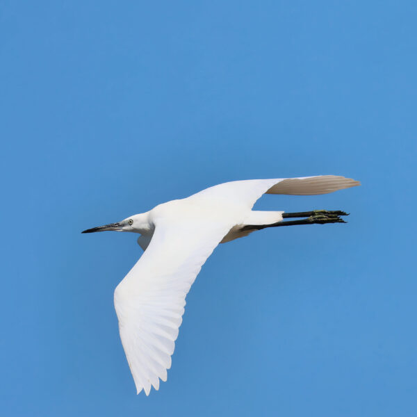 Aigrette garzette © Jean-Luc Moya • 2° Communication