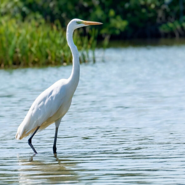 Grande aigrette © Jean-Luc Moya • 2° Communication