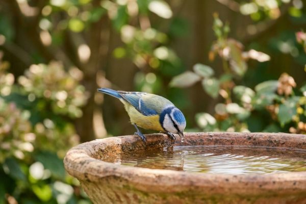 Urgence : des abreuvoirs pour la faune sauvage